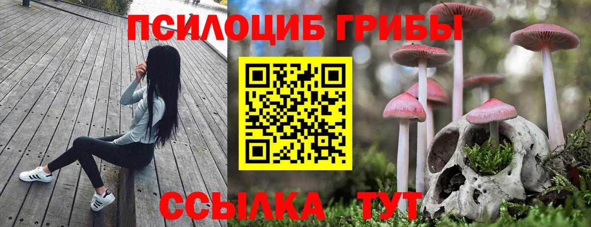 Псилоцибиновые грибы Psilocybine cubensis Знаменск