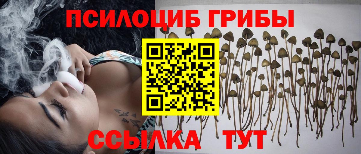 Знаменск  Псилоцибиновые грибы Psilocybine cubensis  Вход с VPN  Псилоцибиновые грибы мицелий 
